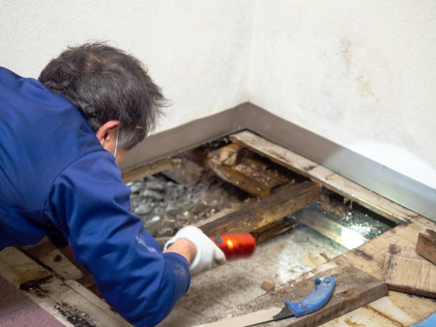 Best Mold Removal Company Near Me  in Mountain View, CA