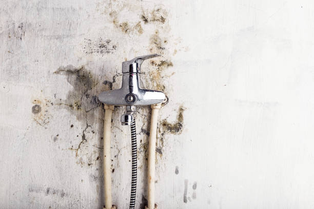 Best Professional Mold Removal  in Mountain View, CA