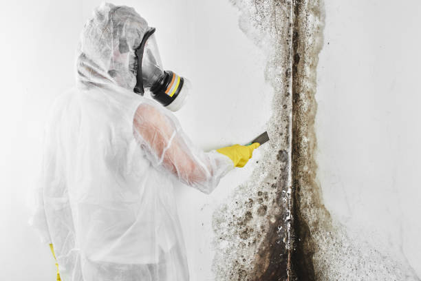  Mountain View, CA Mold Removal Pros