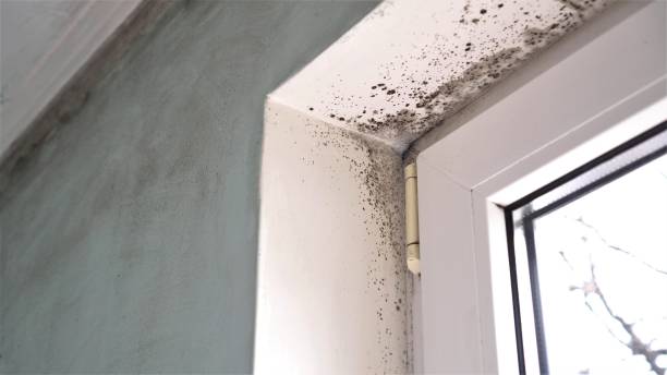 Trusted Mountain View, CA Mold Removal Experts