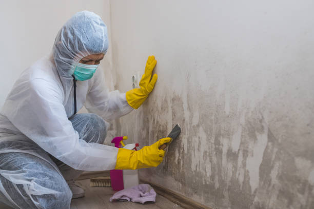 Best Emergency Mold Removal  in Mountain View, CA