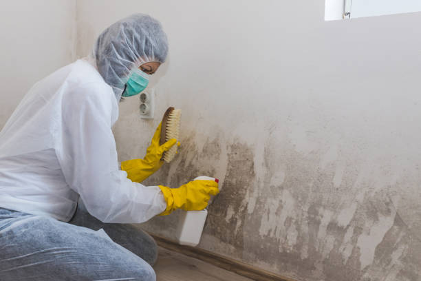 Best Attic Mold Removal  in Mountain View, CA