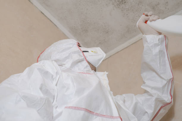 Best Mold Remediation  in Mountain View, CA