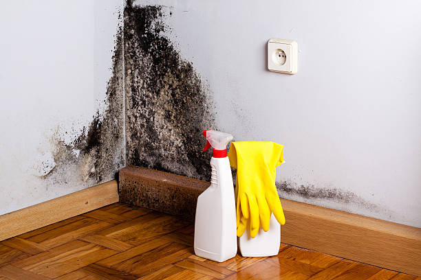 Best Toxic Mold Removal  in Mountain View, CA